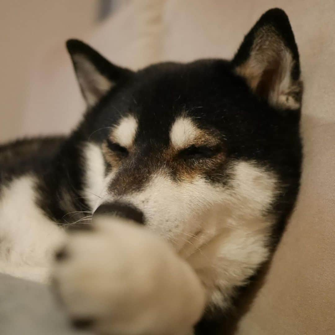 くろさんのインスタグラム写真 - (くろInstagram)「湯たんぽ豆💤 #湯たんぽ豆 #湯たんぽ犬 #犬かわいいぬ #犬かわいいよ #犬かわいい #柴犬 #黒柴 #黑柴 #わんこ #イッヌ #イッヌかわいい #イッヌのいる暮らし #わんこのいる暮らし #黒柴のいる暮らし #柴犬のいる暮らし #kuroshiba #blackshiba #shibainu #shibadog #shibastagram #dogstagram #instadog」2月7日 22時07分 - m6bmw