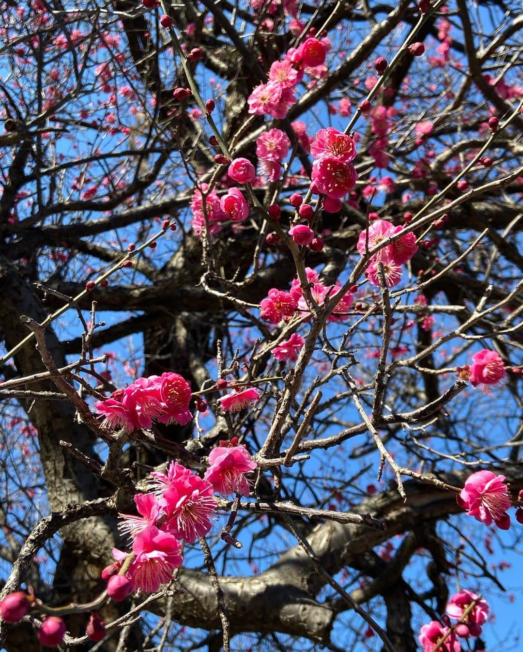 Kensho Onukiさんのインスタグラム写真 - (Kensho OnukiInstagram)「近くの畑畦道周りに植えられてる梅の木に花がいっぱい！寒空の青に映えて思わずパチリ。やっぱキレイだわ〜！紅白並んでこりゃめでたいな、と。#梅が咲いた #近所の畑 #紅白 #自然に感謝」2月7日 22時18分 - kensho_onuki