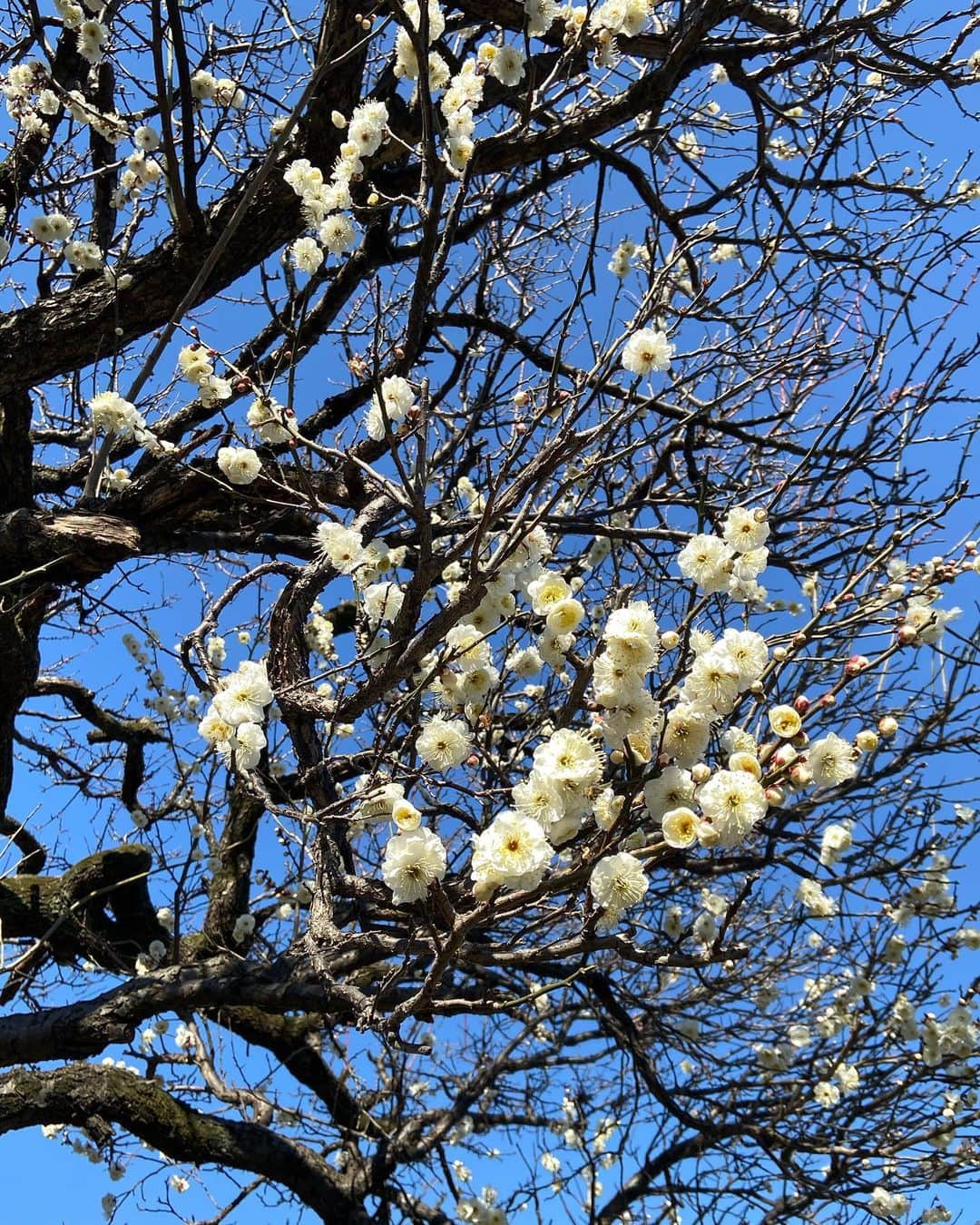 Kensho Onukiさんのインスタグラム写真 - (Kensho OnukiInstagram)「近くの畑畦道周りに植えられてる梅の木に花がいっぱい！寒空の青に映えて思わずパチリ。やっぱキレイだわ〜！紅白並んでこりゃめでたいな、と。#梅が咲いた #近所の畑 #紅白 #自然に感謝」2月7日 22時18分 - kensho_onuki