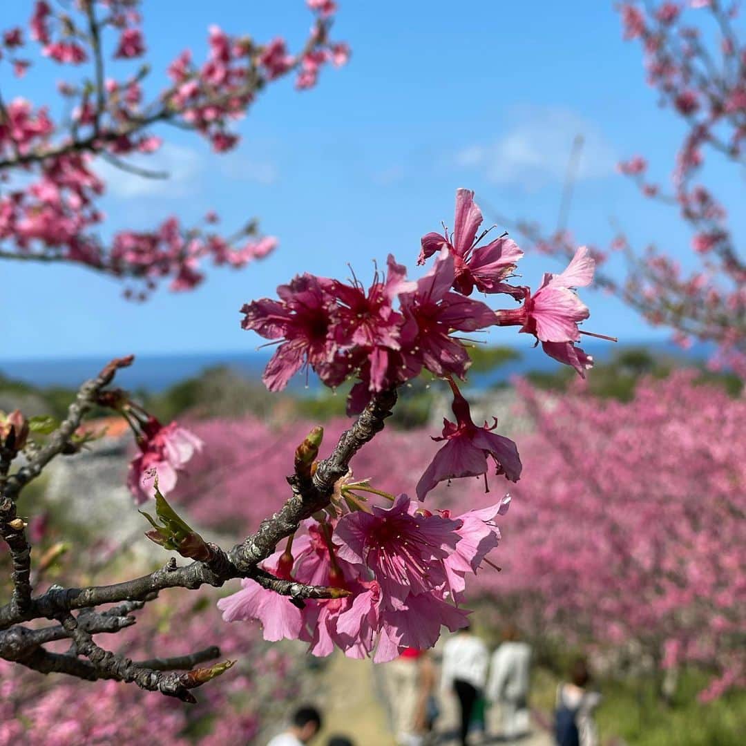 大谷廣松のインスタグラム：「沖縄の桜は今が満開だそうです 一日も早くお花見ができる日が来ることを願ってます #桜 #kabuki #大谷廣松 #歌舞伎俳優」