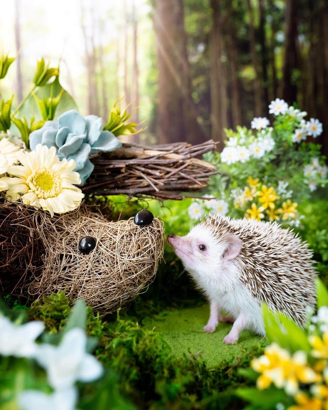 ダーシーのインスタグラム：「Are you a hedgehog?  2018年のハリジェニック展で @meihua_flowers さんからいただいたハリちゃん型の祝花🦔🌼🌿 プリザーブドなのでまだまだキレイです😊✨ コアラもご挨拶できて嬉しい🐨🌼✨」