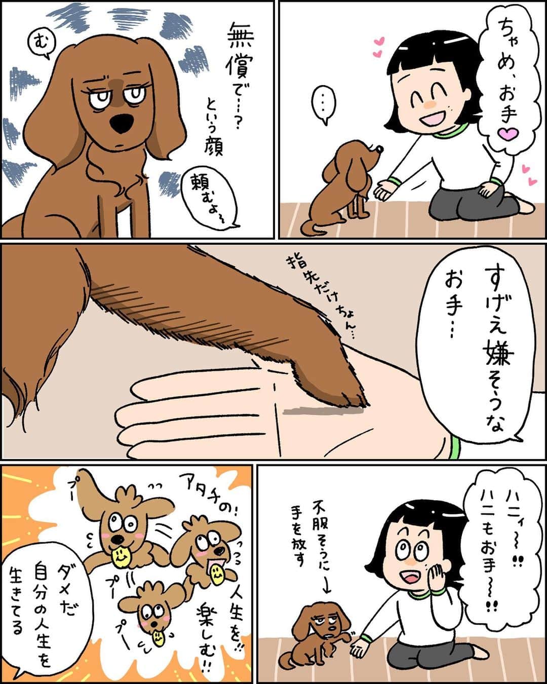 小林潤奈のインスタグラム：「いつ媚びを売ればいいか知ってる犬﻿ ﻿ （お母さんに動画撮ってもらった🐶）﻿ （表情全然違うし、自分の人生謳歌してたハニィも﻿ ちゃっかり一緒にもらってる）﻿ ﻿ #コミックエッセイ #イラスト #イラスト日記 #日記 #備忘録 #絵日記 #描いてみた #絵 #漫画 #インスタ日記 #エッセイ #インスタ #illustration #日常 #漫画好きな人と繋がりたい #手描き #絵描きさんと繋がりたい #絵描き #落書き#手書きツイート #犬のいる暮らし #いぬすたぐらむ #カニンヘンダックス #短足部 #멍스타그램」