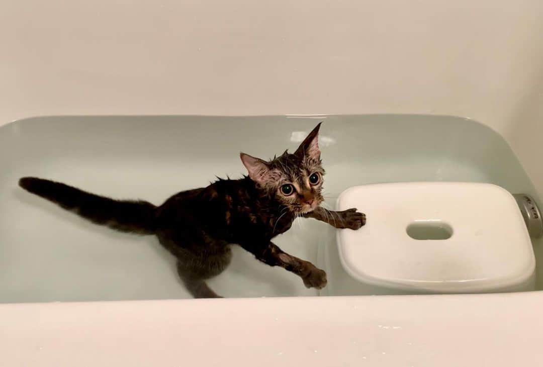 ちょりのインスタグラム：「お風呂で温まるおちゃみ🐱♨️  #ちょり #ちゃみ #ちょりちゃみチャンネル #猫 #ねこ #ねこ部 #にゃんすたぐらむ #にゃんこ #子猫」