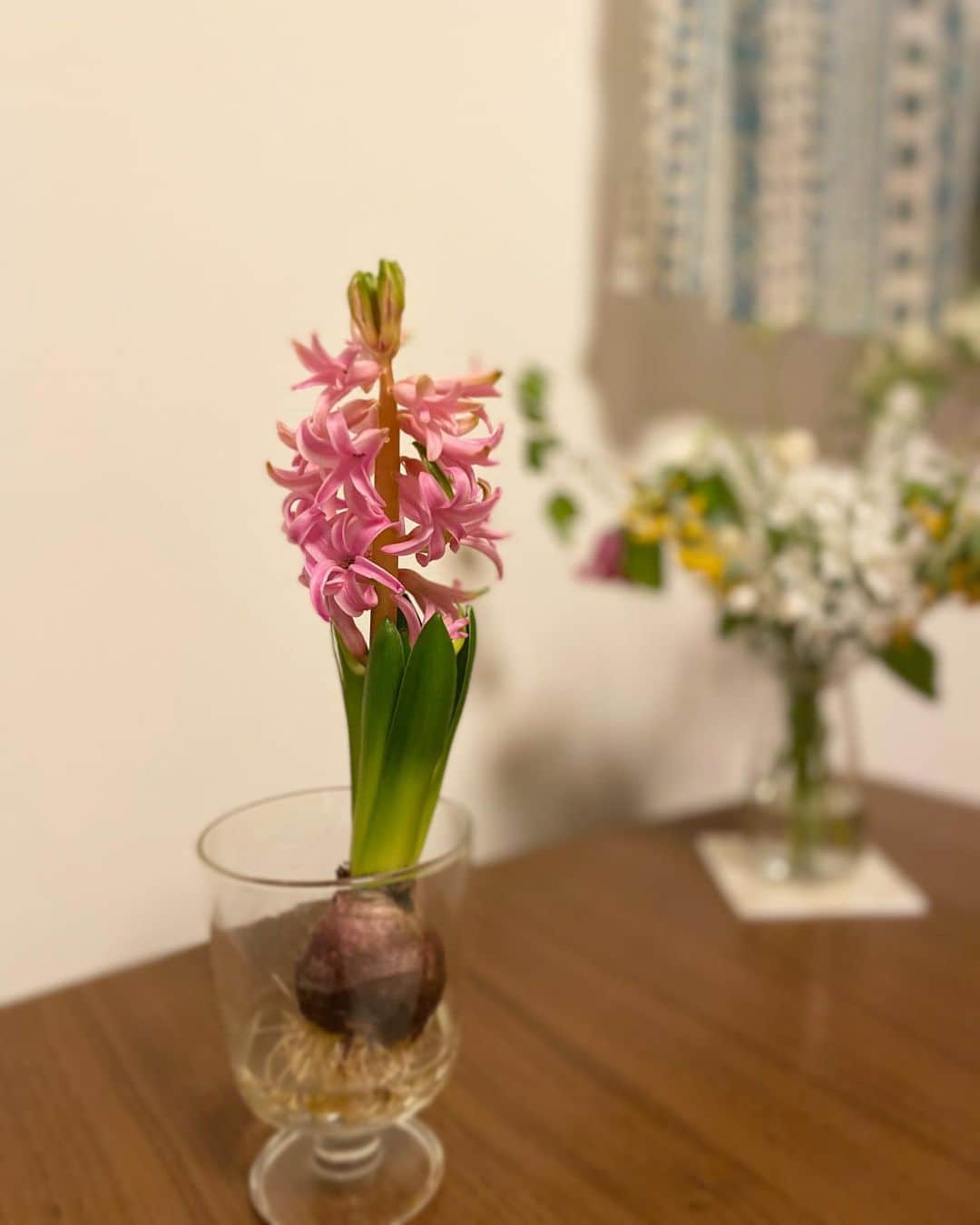 桜帆ゆかりのインスタグラム：「今のroom fragrance🌷🌷🌷 私のお部屋は春です🌸🌼🍀😙  #ヒヤシンス #hyacinth #香りの癒し #春がきた #下の方にも小さいの出てきた」