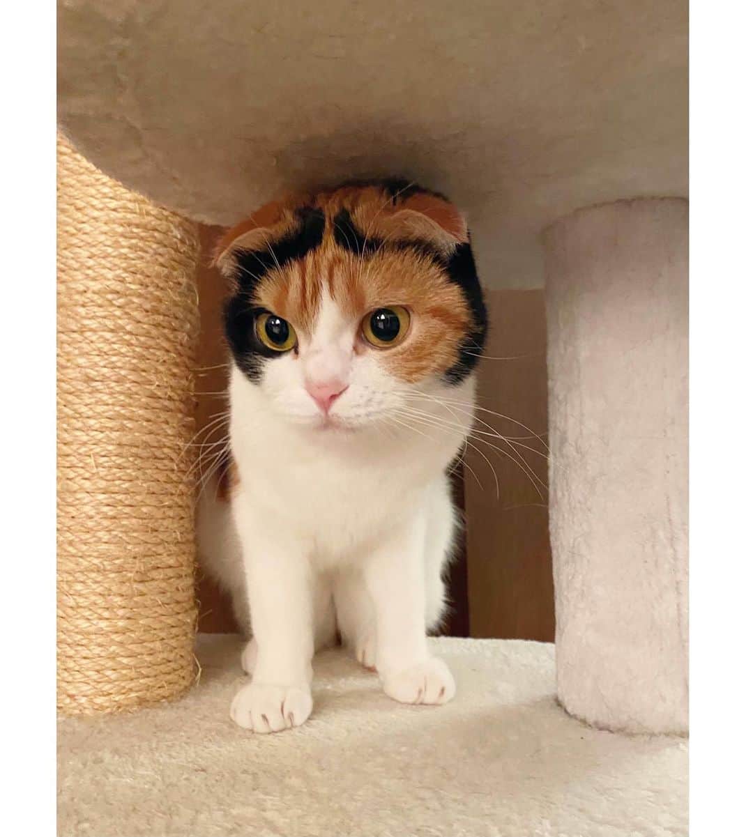 エモン・久瑠美のインスタグラム：「なっつbaby🌼 @nowa.nuts #scottishfold」