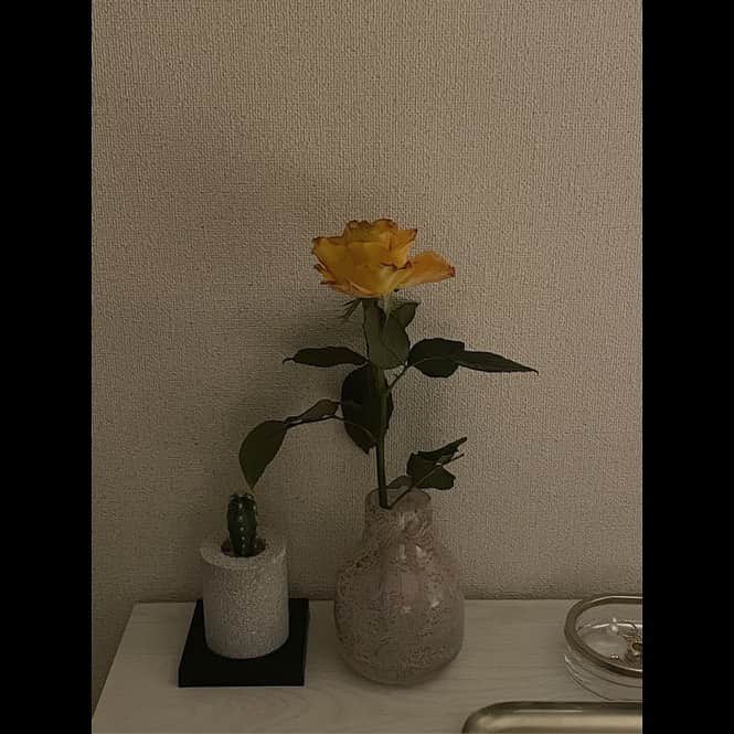 木村なつみのインスタグラム：「なかなか枯れない地味なものとすぐに枯れる綺麗なもの」