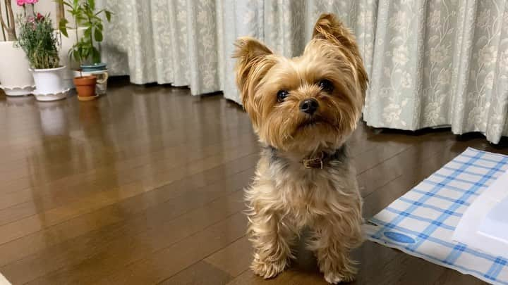 Rubyのインスタグラム：「No I’m not lying 😶 (We give her treats when she pee-pee on the toilet. She somehow learnt to ask for treats pretending as if she did pee-pee.)  ピーピーしたからオヤツく〜ださい、って訴えにきた様子が「私本当はウソついてるけどバレませんように」って態度だったから「あれ〜？！本当にピーピーしたの？確認しよっか」ってトイレシートを見に行ったらとぼけた顔しだしたから「またやったフリして。嘘ついたらダメだよ」って話し合いしたところ。  ちなみにルビーはピーピーしてね、って言うとそこでしてくれるのです。だから初めての場所でも粗相しないでトイレシートの上でやってくれるし、カフェとか行く前におトイレ済ませたい時にも役立つから、トイレトレーニングする時に何か号令みたいに決まった言葉を繰り返し言ってあげると、お出かけとかの時も困らないからおススメ。  #yorkie #yorkshireterrier #ヨーキー #ヨークシャテリア」