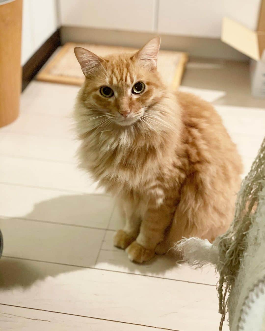 猫沢エミさんのインスタグラム写真 (猫沢エミInstagram)「まだごはん食べてるの？ もうお風呂の時間ですよ。ボクのシフト、0時までな