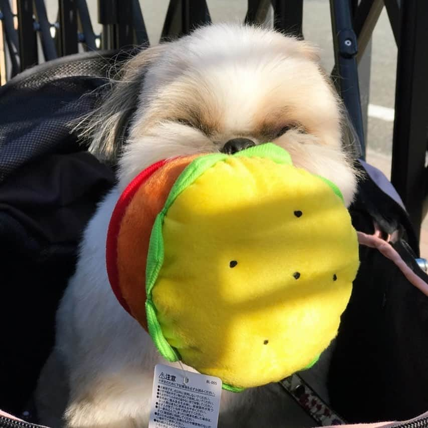 りんくのインスタグラム：「Don’t touch my toy 😤🐶🍔 * * * * * 誰にもあげまてん 🙅‍♂️」