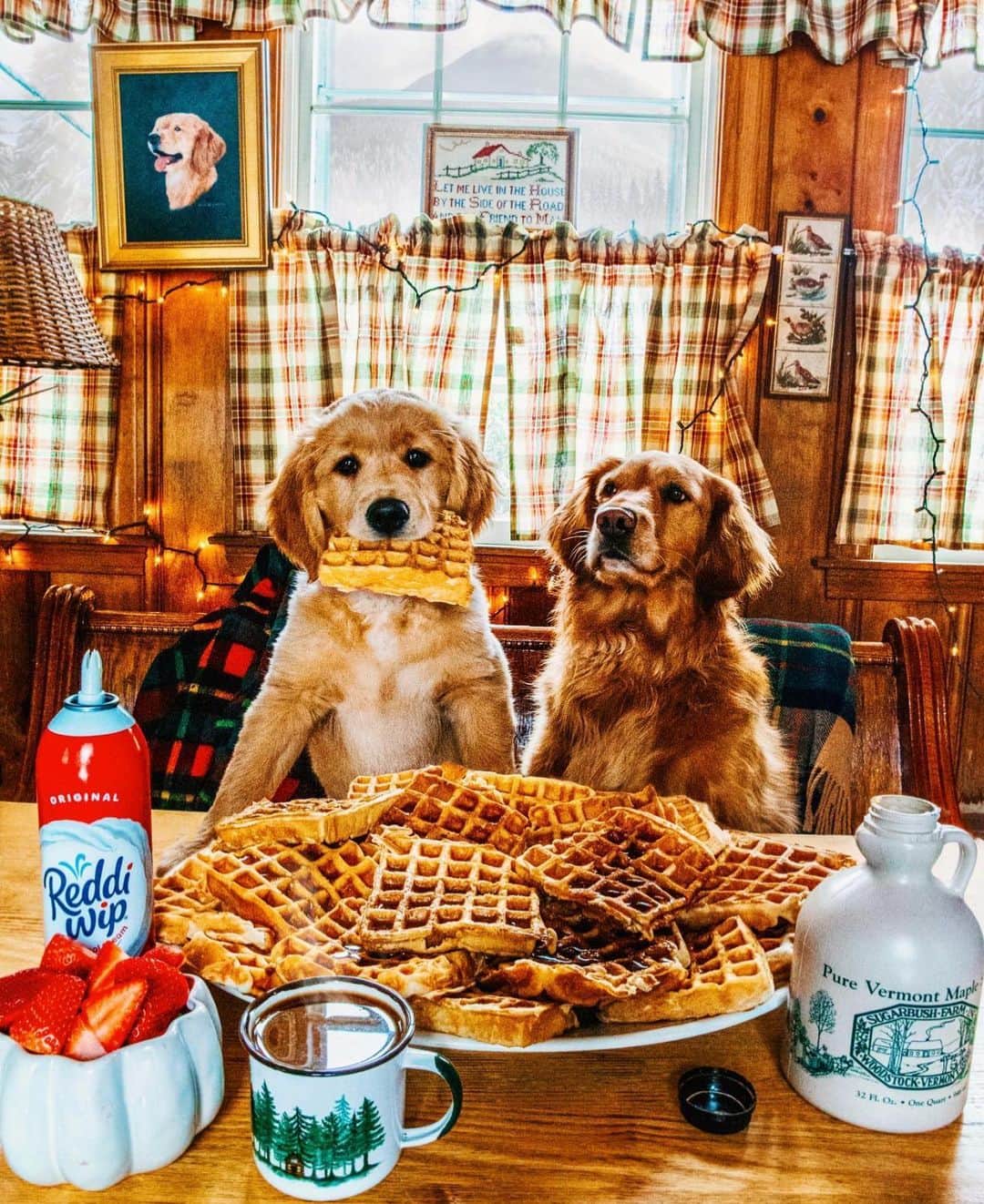 My Interiorのインスタグラム：「Did you say Woofle Sunday? 🧇🐶  credit @kjp #sundayfunday」