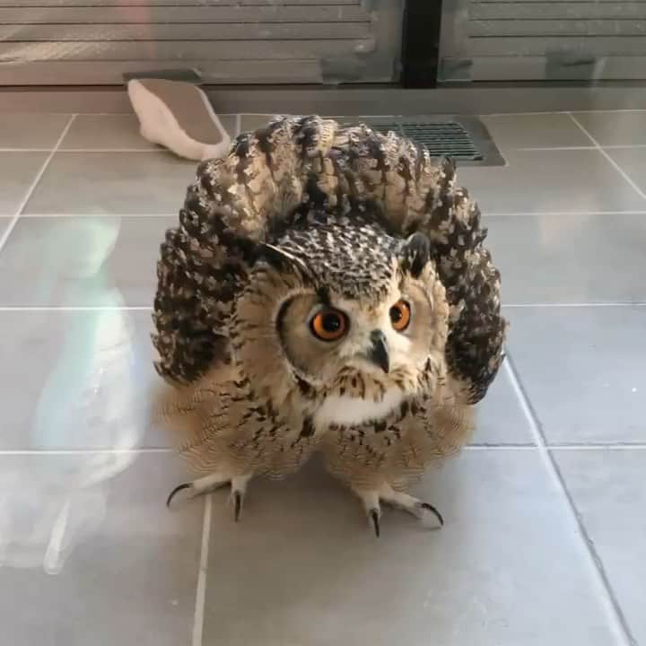 GEN3 Owlのインスタグラム：「🦉🔥🔥🔥  #owl #owlgaru #フクロウ」