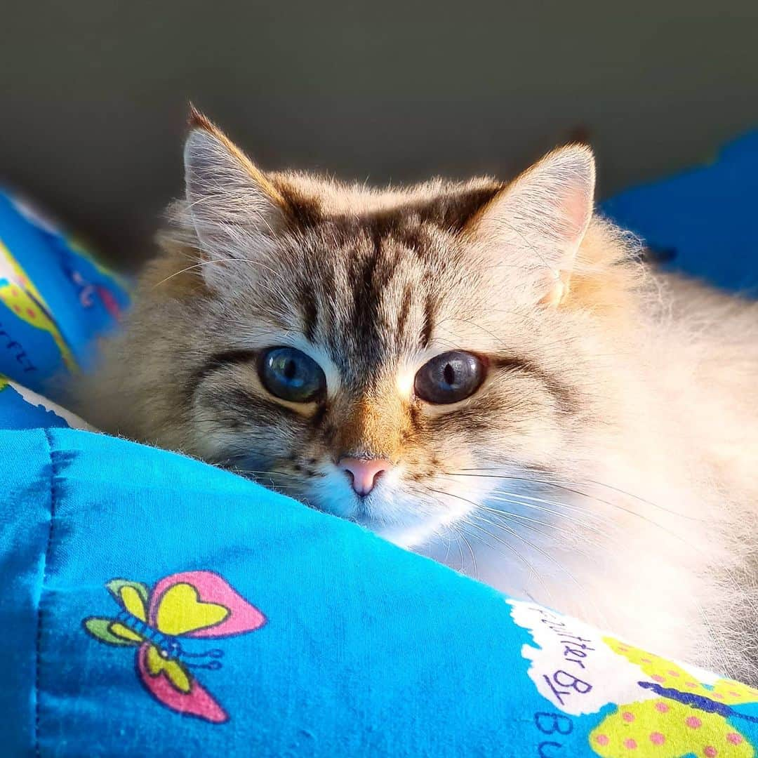 Floraさんのインスタグラム写真 - (FloraInstagram)「This beanbag is occupied! 😻  #catsoﬁnstagram #summer#cat#igcutest_animals #cat_features #cutepetclub #fluffypack #katt #bestmeow  #weeklyfluff #meow #AnimalAddicts #kittycat #cat #cats #kitten #kittens #kawaii #instacat #calico #neko #winter #february #2021 #sibiriskkatt #siberiancat」2月7日 23時47分 - fantasticflora