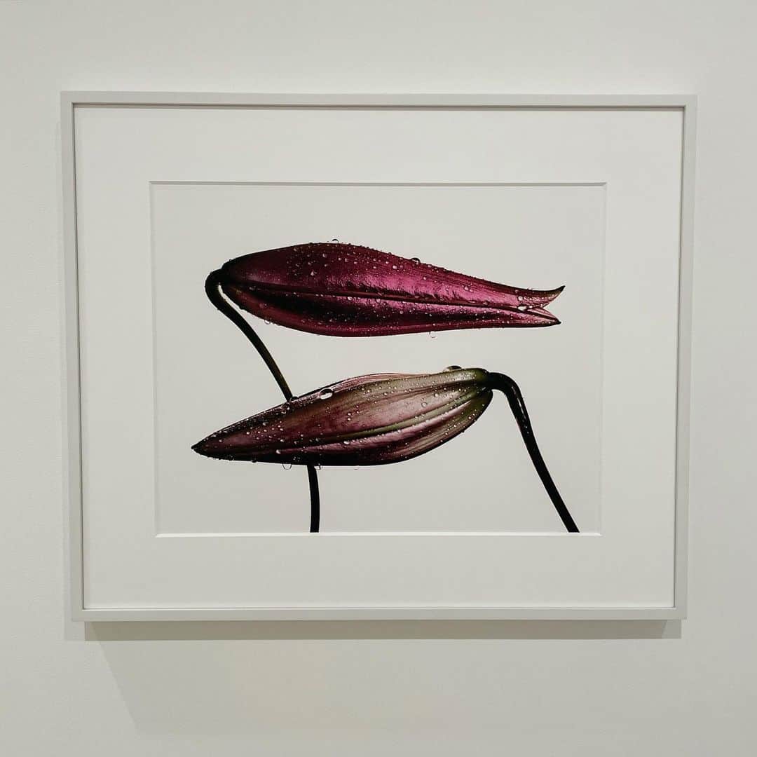 大塚良子のインスタグラム：「PACE galleryにて開催中の Irving Pen Photographismへ  今回の展示セレクト、いくつか見たことなかった写真も多くラフ画なんかもあったり新鮮だった。  ペンのポートレートも好きだけど やっぱりStill lifeが素晴らしい。  有機物とプロダクト、緻密でないように手を加えた緻密さ、その強さにグッと惹きつけられる。今でこそこんな雰囲気の写真が溢れてるけどパイオニアだよね。 #私の写真備忘録」