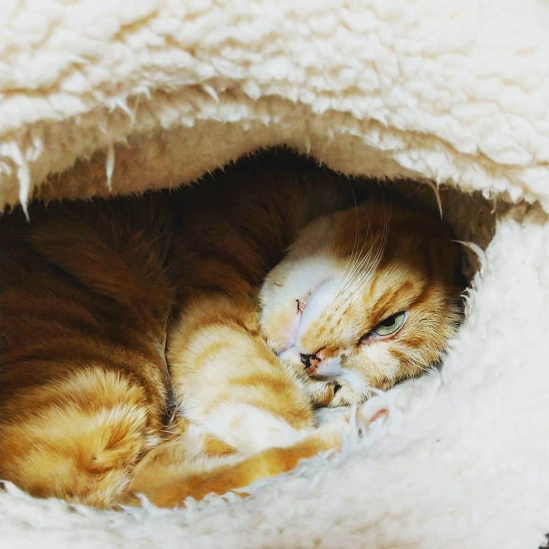高口里純のインスタグラム：「お休み💤メルシー😺なのだ  #猫#茶白猫#ねこすたぐらむ #にゃんすたぐらむ #おやすみなさい   #cat#pet#goodnight」