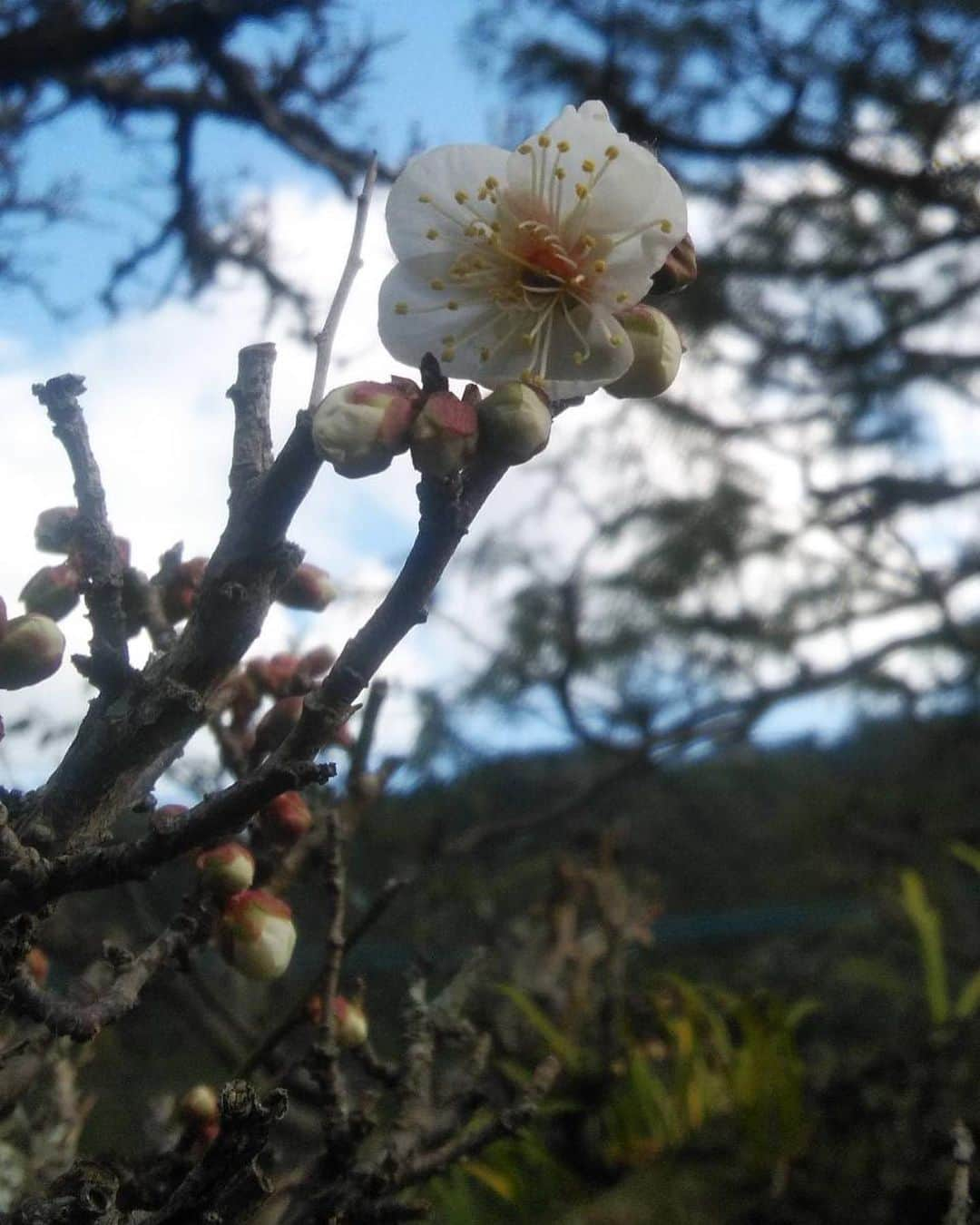 芳野友美さんのインスタグラム写真 - (芳野友美Instagram)「今日は#脱力day ☆ 写真は実家の#梅の花 が咲いたという父からのお便り。 着々と春が近づいてるね～。 嬉しくなる！！ と、 乗馬でお世話になってる真知子さんとこのウーノくん&ノアちゃんがドッグランで楽しく遊んだよーってお便り。 いい顔！ めちゃくちゃ会いたくなった❤︎ と、 今ラジオでご一緒させていただいている、近兼拓史編集長のペット、#モモンガ ！！ モモちゃんです☆ 実はこの中にはモモタロウくんもいます♪ 収録の時会ったんだー☺︎ 以上、脱力顔と春と癒しのお裾分け！！」2月7日 23時56分 - yumi_yoshino_1980