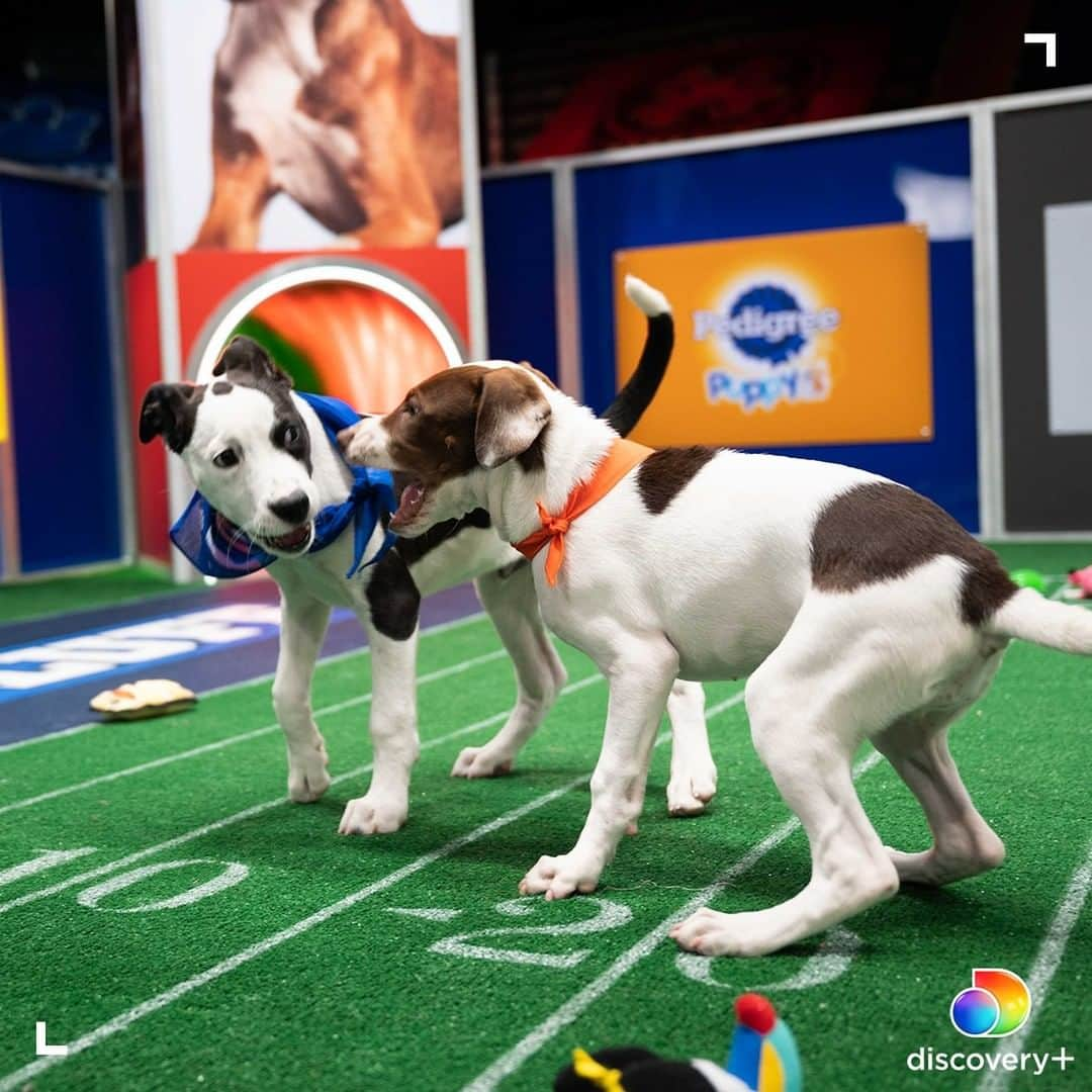 アニマルプラネットさんのインスタグラム写真 - (アニマルプラネットInstagram)「Happy Puppy Bowl Sunday! Who is your choice to bring home the Lombarky Trophy - Team Ruff or Team Fluff? Stream #puppybowl XVII beginning today at 2p ET on @discoveryplus. . . . . #puppybowlxvii #teamruff #teamfluff #mvp #lombarkytrophy #puppybowlsunday #animalplanet」2月8日 0時00分 - animalplanet