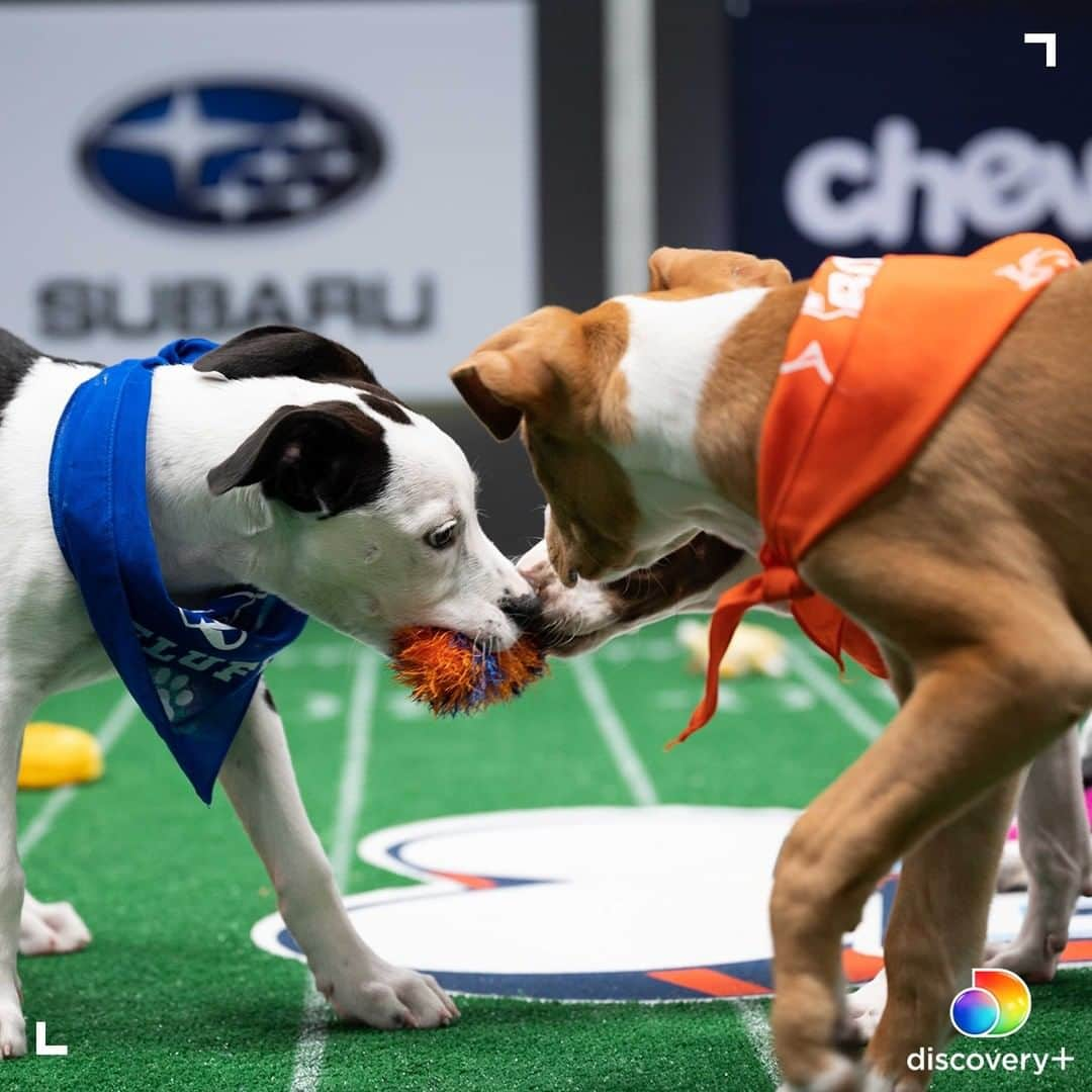 アニマルプラネットさんのインスタグラム写真 - (アニマルプラネットInstagram)「Happy Puppy Bowl Sunday! Who is your choice to bring home the Lombarky Trophy - Team Ruff or Team Fluff? Stream #puppybowl XVII beginning today at 2p ET on @discoveryplus. . . . . #puppybowlxvii #teamruff #teamfluff #mvp #lombarkytrophy #puppybowlsunday #animalplanet」2月8日 0時00分 - animalplanet