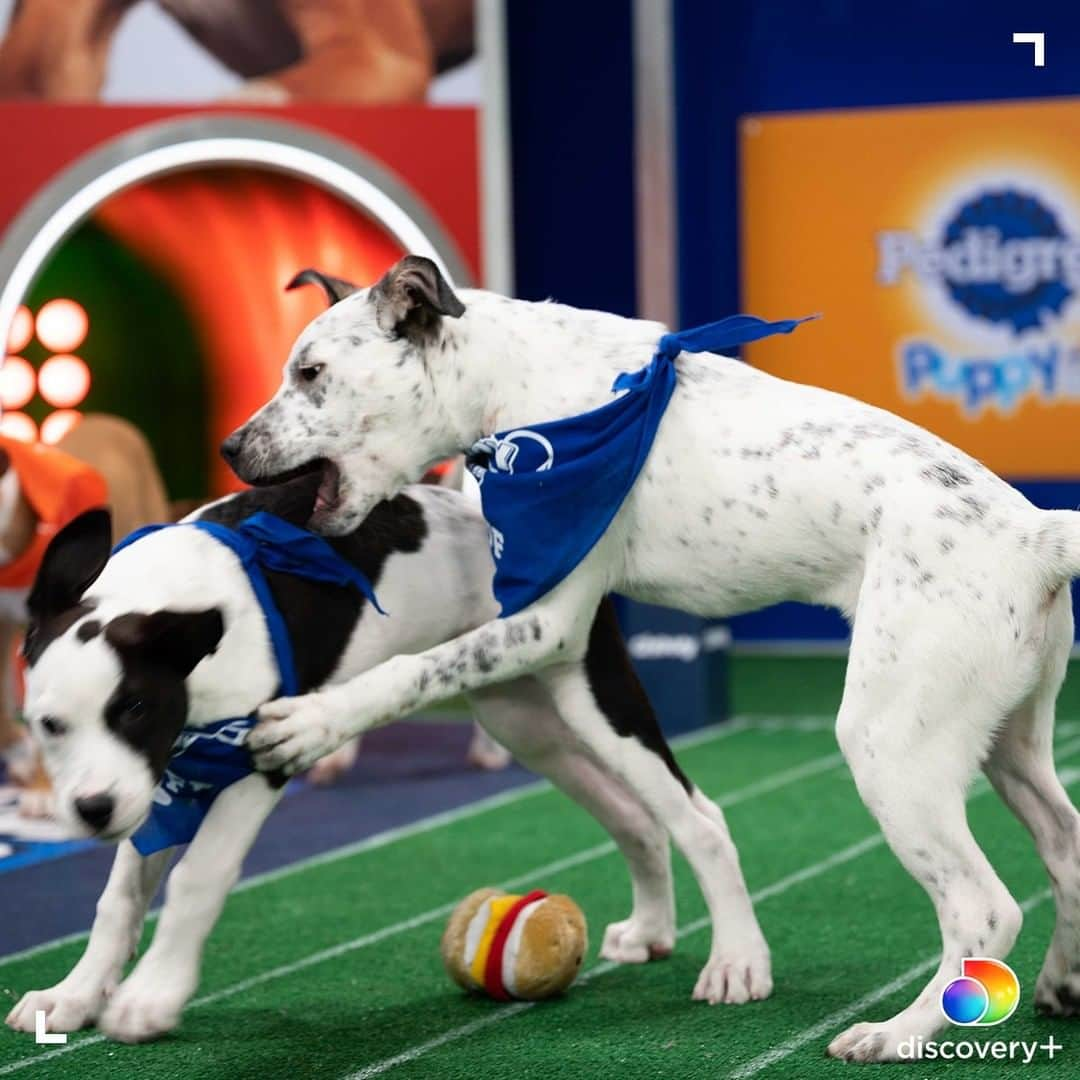 アニマルプラネットさんのインスタグラム写真 - (アニマルプラネットInstagram)「Happy Puppy Bowl Sunday! Who is your choice to bring home the Lombarky Trophy - Team Ruff or Team Fluff? Stream #puppybowl XVII beginning today at 2p ET on @discoveryplus. . . . . #puppybowlxvii #teamruff #teamfluff #mvp #lombarkytrophy #puppybowlsunday #animalplanet」2月8日 0時00分 - animalplanet