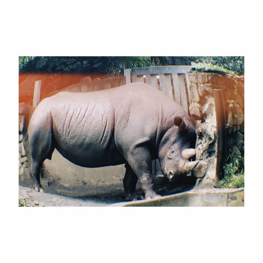 寺坂頼我さんのインスタグラム写真 - (寺坂頼我Instagram)「「ヒガシクロサイ」  昨年1人上野動物園旅に行った時に出会ったサイ なんかずっと壁に頭当ててたけど、 痒かったのかな〜  今も元気かのー！！  #動物 ＃動物園 #上野動物園  #サイ #ヒガシクロサイ #ツノ」2月8日 0時00分 - m9_raiga