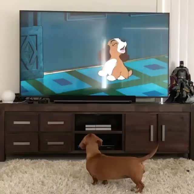 The Critter Havenのインスタグラム：「Just watching  Video by @polly_sausage  #TheCritterHaven」