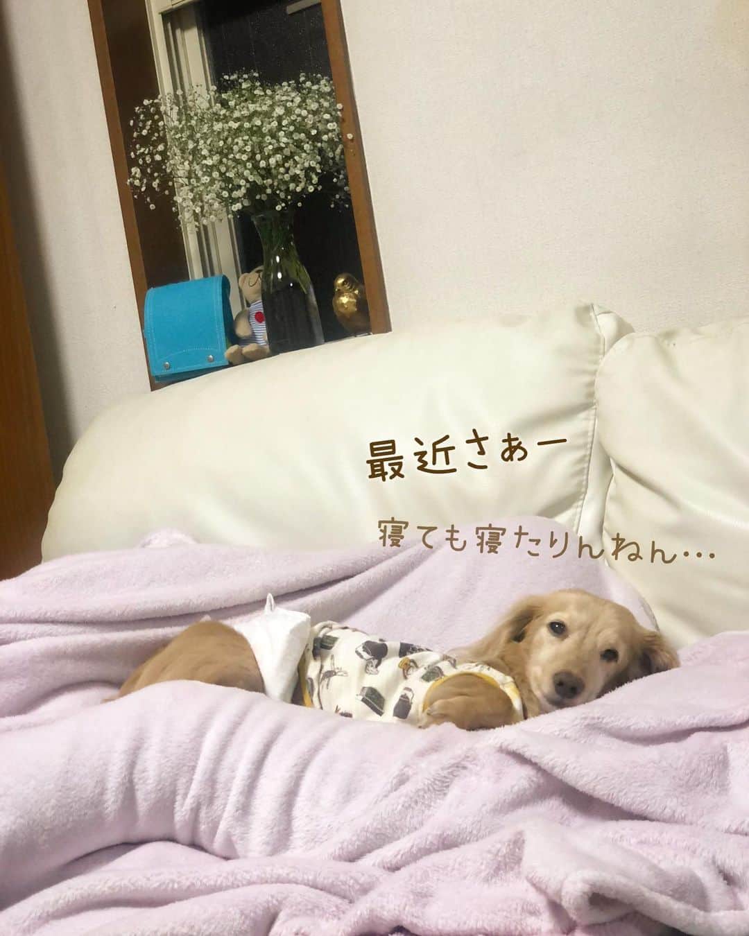 のインスタグラム：「寝てる時間も増えてきた 我が家のお犬様🐶 私も一緒にダラダラ寝たいょ〜😪 #シニアライフ #とにかく寝る #何しても寝る #寝落ちまくる #二度寝最高 #添い寝したい ❤︎ #眠るマロン #movie 🎥 #いびきサービスしときます❣️  #Mダックス#ダックス#ミニチュアダックス #親父犬#シニア犬#ミニチュアダックスフンド #ミニチュアダックスクリーム#短足部 #短足犬#カニンヘンダックス #ダックス14歳#カニンヘンダックスフンド#犬は家族#犬のいる生活#シニアライフ#インスタでわんこみるのが日課 ♡♡」