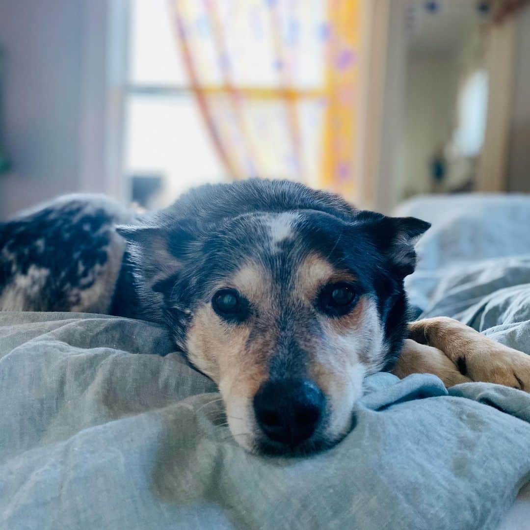 Dogs by Ginaのインスタグラム：「His, “It’s Sunday, please don’t kick me off the new #westelm duvet” face.」