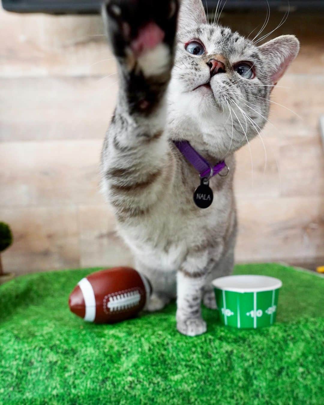 nala_catさんのインスタグラム写真 - (nala_catInstagram)「Super Bowl Sunday! Buccaneers or Chiefs? 🏈🏆」2月8日 0時55分 - nala_cat