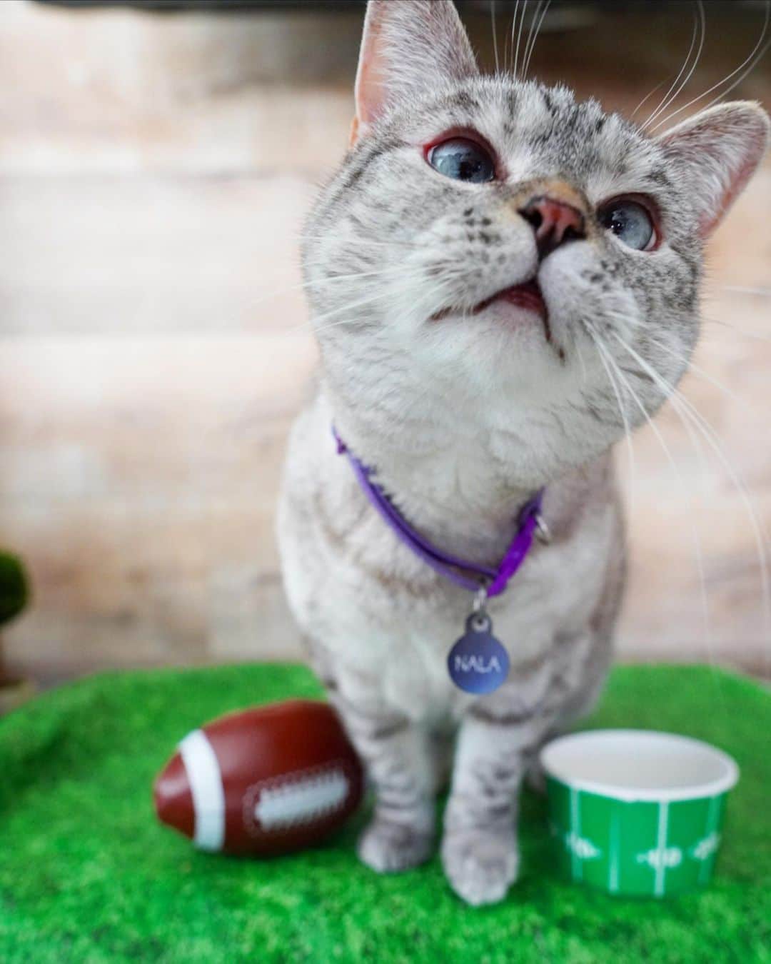 nala_catさんのインスタグラム写真 - (nala_catInstagram)「Super Bowl Sunday! Buccaneers or Chiefs? 🏈🏆」2月8日 0時55分 - nala_cat