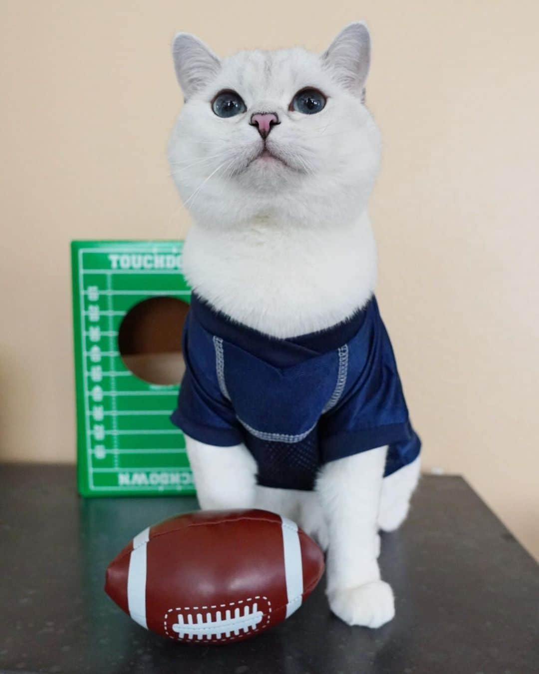 ミスター・ホワイトさんのインスタグラム写真 - (ミスター・ホワイトInstagram)「Chiefs or Buccaneers? Are you watching Super Bowl today?」2月8日 1時00分 - white_coffee_cat