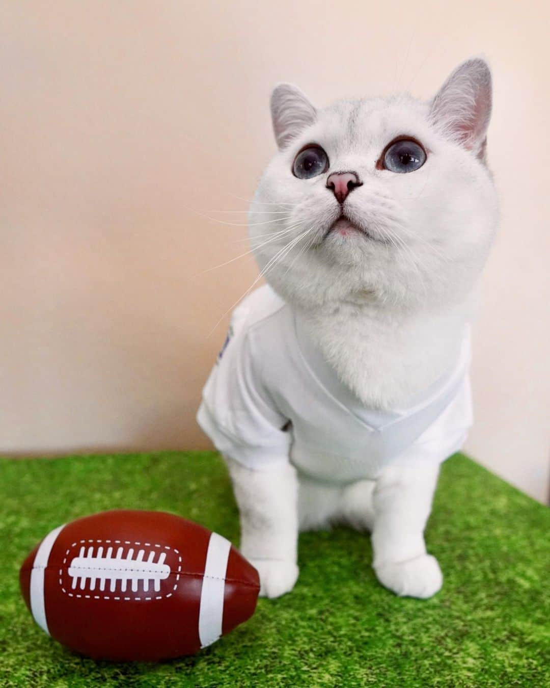 ミスター・ホワイトさんのインスタグラム写真 - (ミスター・ホワイトInstagram)「Chiefs or Buccaneers? Are you watching Super Bowl today?」2月8日 1時00分 - white_coffee_cat