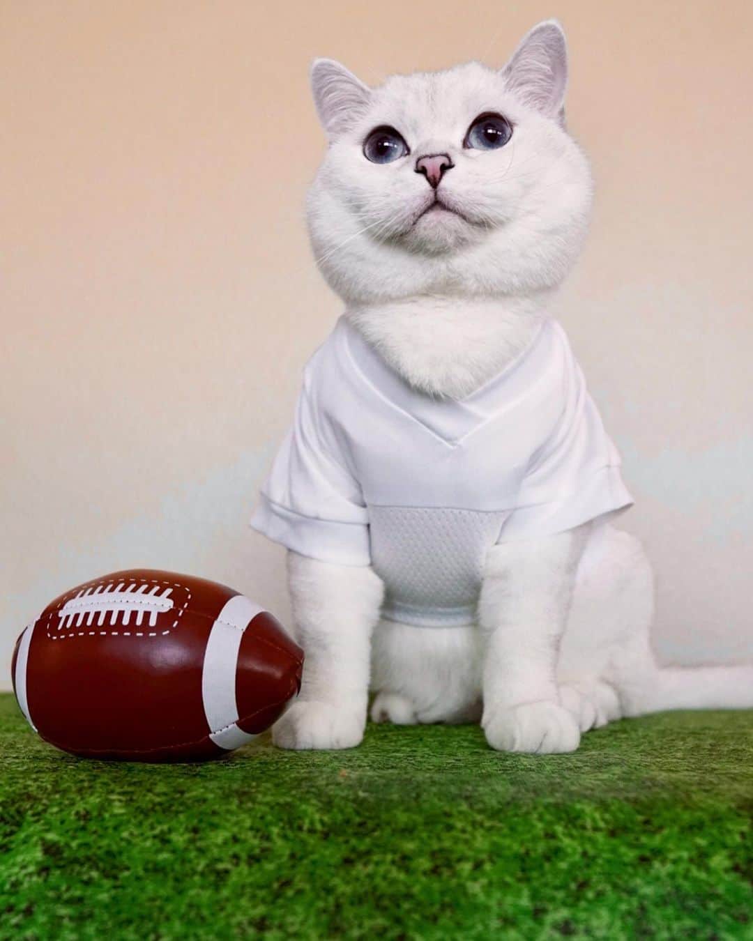 ミスター・ホワイトさんのインスタグラム写真 - (ミスター・ホワイトInstagram)「Chiefs or Buccaneers? Are you watching Super Bowl today?」2月8日 1時00分 - white_coffee_cat