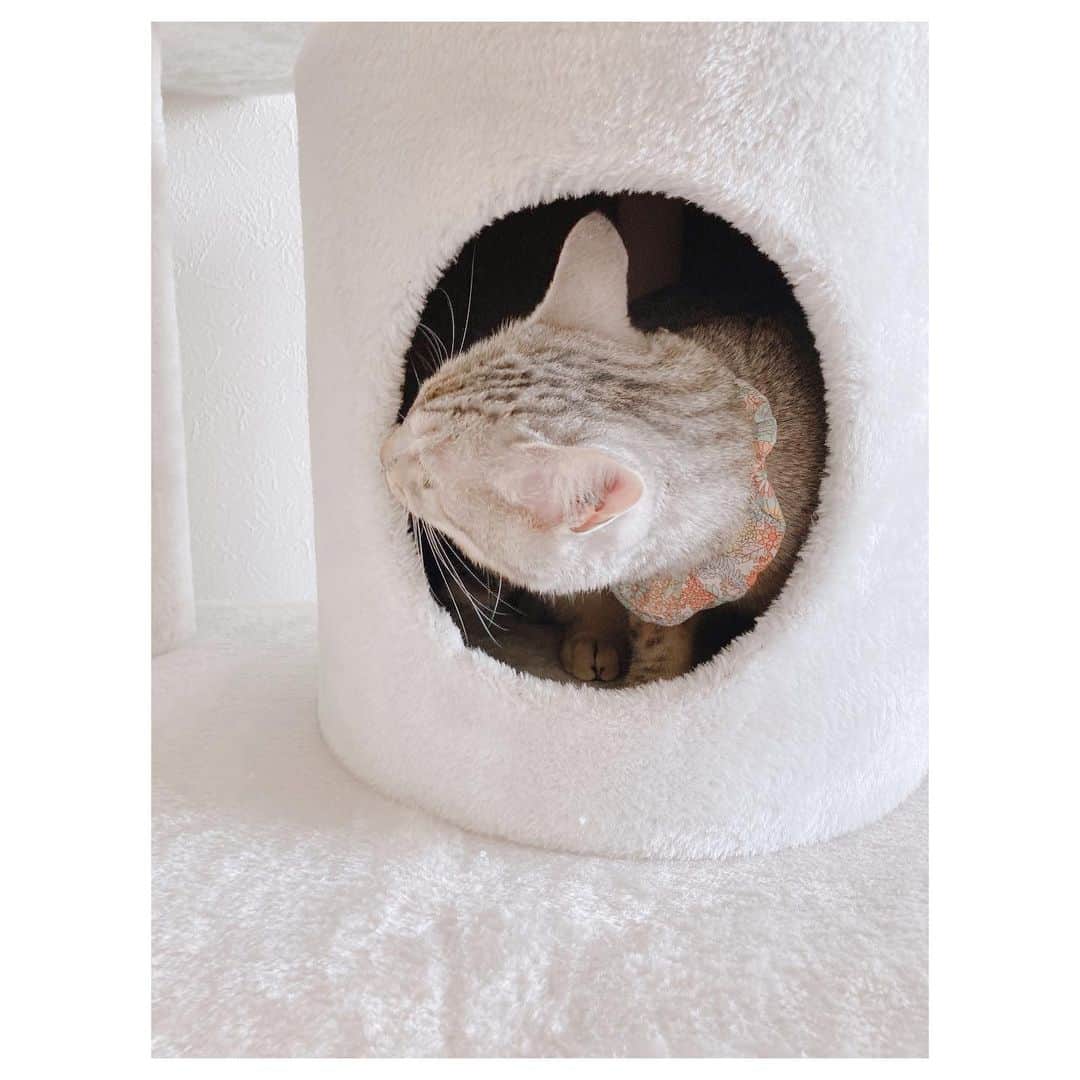 キタキマユのインスタグラム：「遂に、しずくがキャットタワーをゲットしました🎊💖（笑）  好奇心全開で、少しビビり腰ながらも、下から上まで必死にすんすんして、夢中でタワーを上り降り🐈💕  とても気に入ったようです🥰✨（笑）  換気で窓を開けたら、ぴゅ〜っと入り込んできた冷たい風を、なんとも大満足の顔で感じてました😂😂😂💖（笑）  楽しい場所出来て良かったね🌈✨  いっぱい好きに使ってね😂💕  #しずく #保護猫 #サバトラ  #キャットタワーデビュー  #お気に入り  #おもちゃボロボロだけど口キャッチがしやすいみたいで未だに大好きなやつ 😂 💕 #大満足のご様子 🌈✨ #良かったね❤️  #catstagram  #catlife  #kitakimayu #キタキマユ」