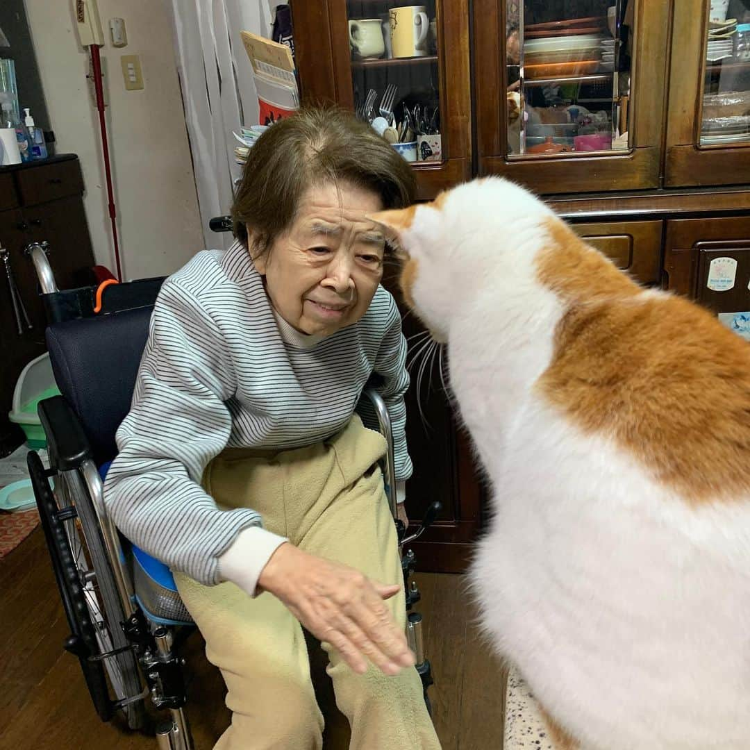 Kachimo Yoshimatsuさんのインスタグラム写真 - (Kachimo YoshimatsuInstagram)「バーバとおいなりちゃん。 Mother & Oinari #うちの猫ら #oinari #バーバ　#バーバと猫 #猫 #ねこ #cat #ネコ #catstagram #ネコ部 http://kachimo.exblog.jp」1月24日 17時44分 - kachimo