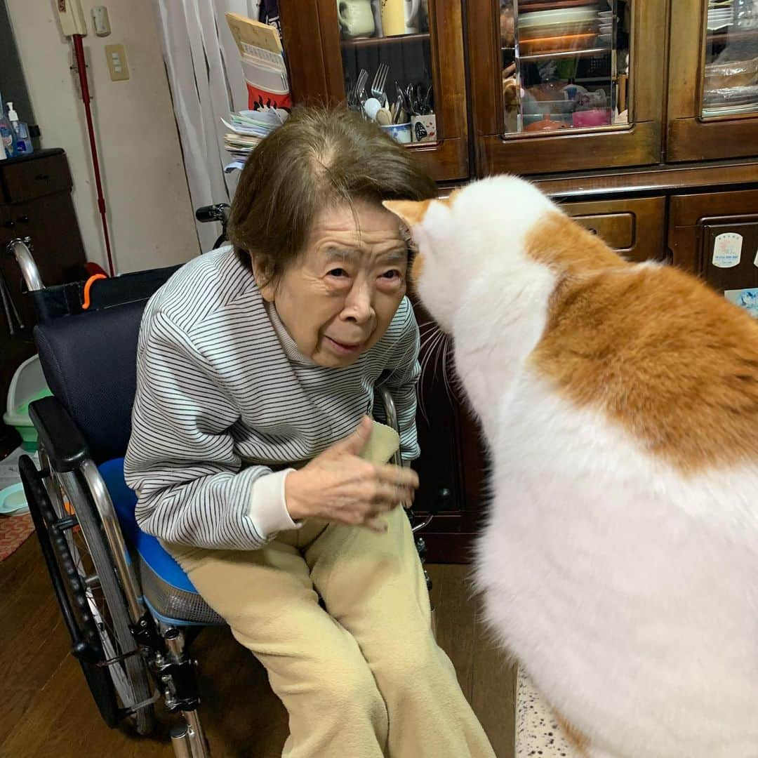 Kachimo Yoshimatsuさんのインスタグラム写真 - (Kachimo YoshimatsuInstagram)「バーバとおいなりちゃん。 Mother & Oinari #うちの猫ら #oinari #バーバ　#バーバと猫 #猫 #ねこ #cat #ネコ #catstagram #ネコ部 http://kachimo.exblog.jp」1月24日 17時44分 - kachimo