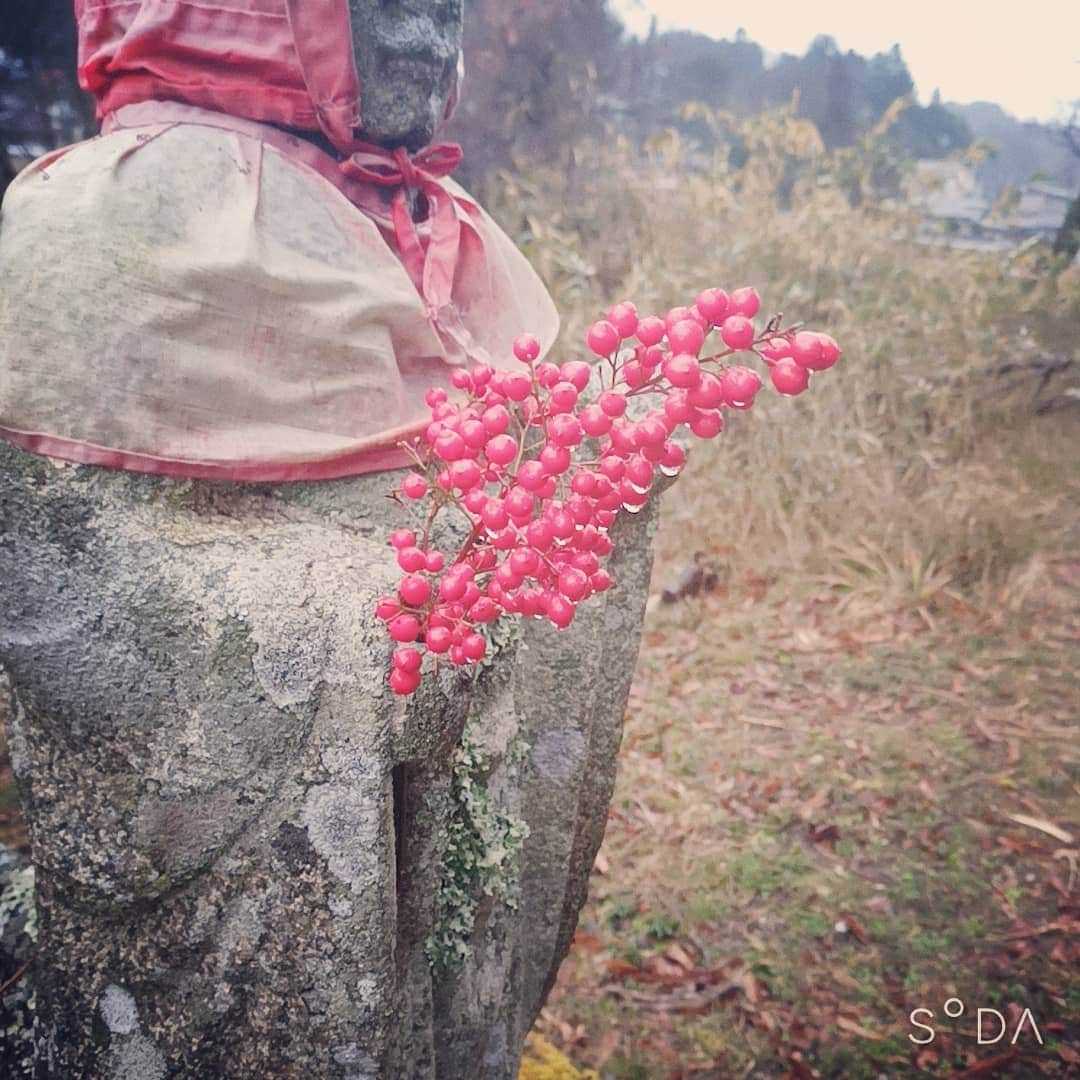 松本隆博のインスタグラム：「。 今日朝のお地蔵さん。 昨日供養させて頂いた、 ナンテンの実が少し前に お辞儀しておりました…  実るほど 頭を垂れる ナンテンかな  松本山頭歌」