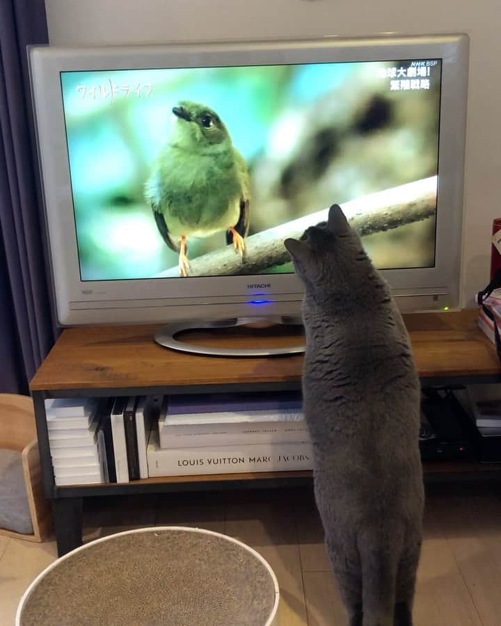 Nico & Tabu with MAYUMI KATOのインスタグラム：「テレビっ子タブ📺 昨日はぽぽたんの観察の後お昼寝かと思いきやたまたまやっていた動物チャンネルに釘付けで小1時間テレビ観てました😂 . He likes watching animal programs. He stayed rooted in front of the TV and his eyes were glued on it from morning to night😅  #britishshorthair #bsh #kitten #igcats #cat #bluecat #eclatcat #catstagram #catsofworld #catsofinstagram #cats_of_instagram #cutepet #world_kawaii_cat #instagramcat #cute #catlover #ブリティッシュショートヘア #ブリショー #ねこ部 #ペコねこ部 #にゃんすたぐらむ #猫山商事 #ブリ商会 #多頭飼い #고양이 #кошка #قط #katze #gato」