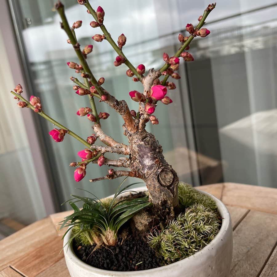 依布サラサさんのインスタグラム写真 - (依布サラサInstagram)「きょうの梅子🪴  今日はさむーーーい😨❄️🥶 でも寒い中でもすこーしずつ開いてきててがんばってるなぁ☺️ 赤が増えてきましたよね？！ かわいい🥰  #盆栽　#ミニ盆栽　#盆栽初心者　#梅　#梅子　#きょうの梅子　#bonsai  #day5」1月24日 17時48分 - sarasaifu