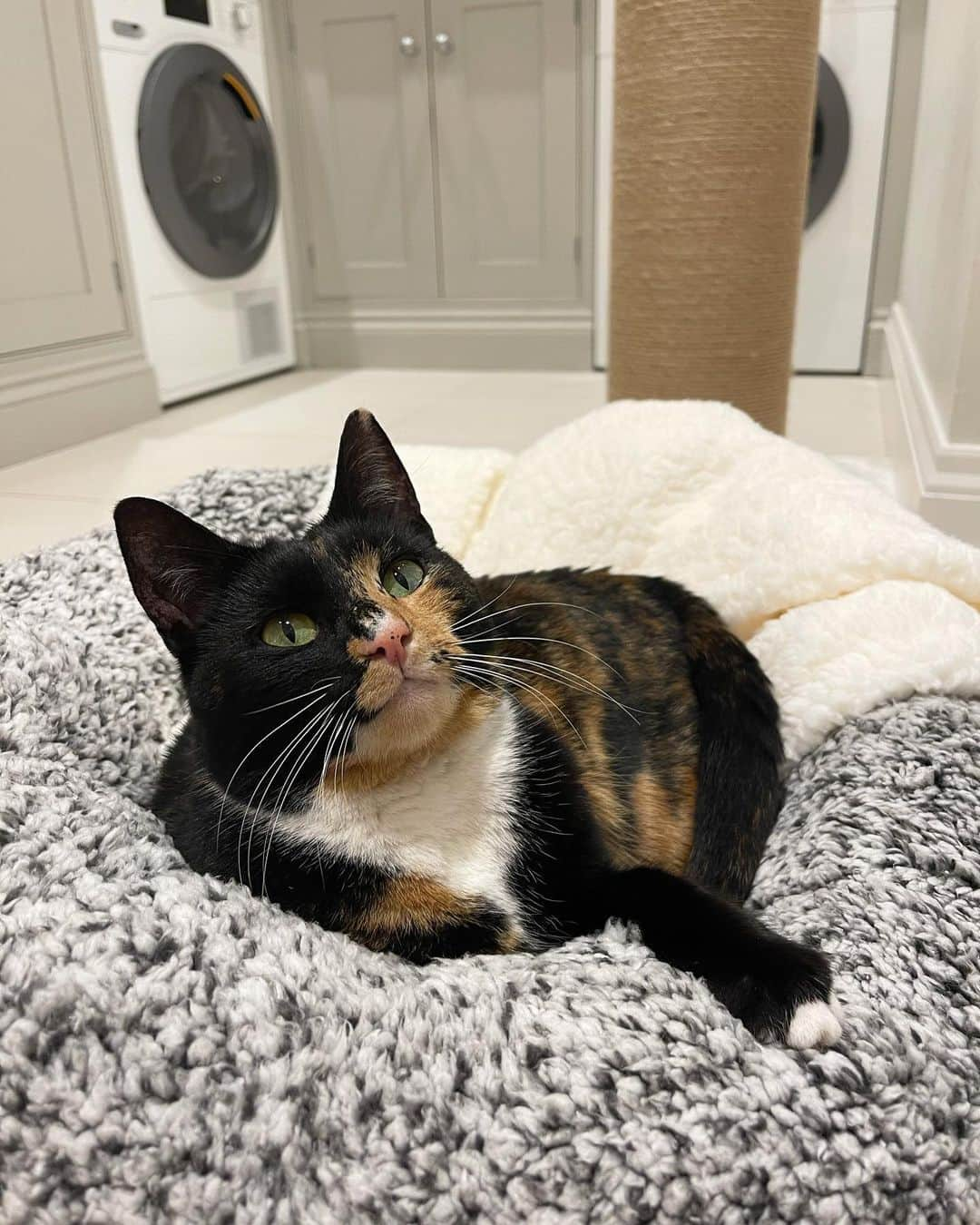 Zanna Van Dijkさんのインスタグラム写真 - (Zanna Van DijkInstagram)「Welcome to the family Bella, you are already so loved 🥰♥️ #catsofinstagram #adoptedcat #catsofinsta」1月24日 17時48分 - zannavandijk