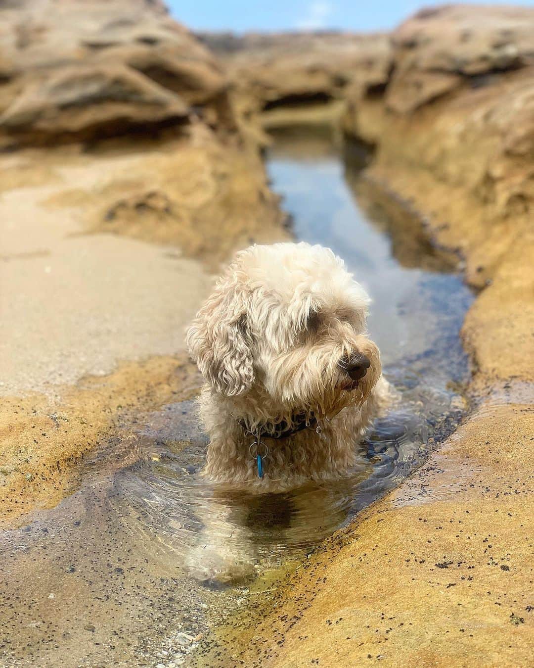 シャーニ・ヴィンソンのインスタグラム：「Puddles of wuddles 🐕 💦」