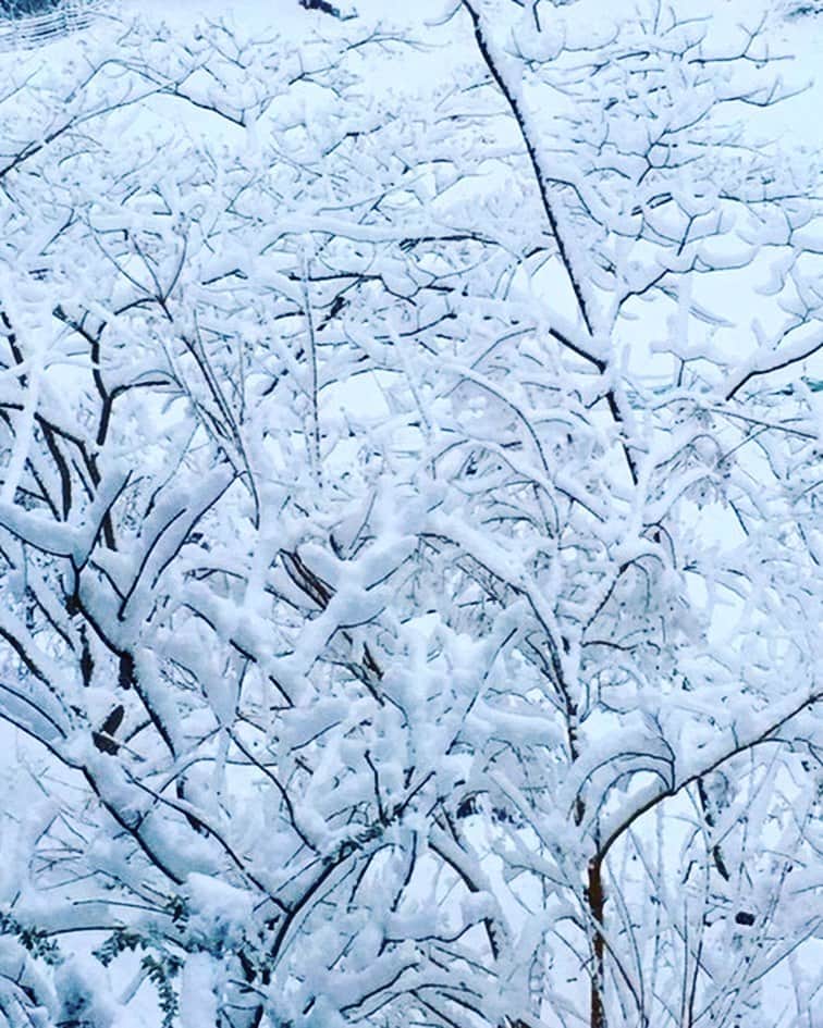 谷川じゅんじさんのインスタグラム写真 - (谷川じゅんじInstagram)「Weekend Japan.  二十四節気最終節。大寒過ぎて春を待つ。陽射しに喜び雪にざわめき桜にときめくこの週末。#大寒 #goodvibesonly #goidneighbors #thisisjapan」1月24日 16時46分 - junjitanigawa