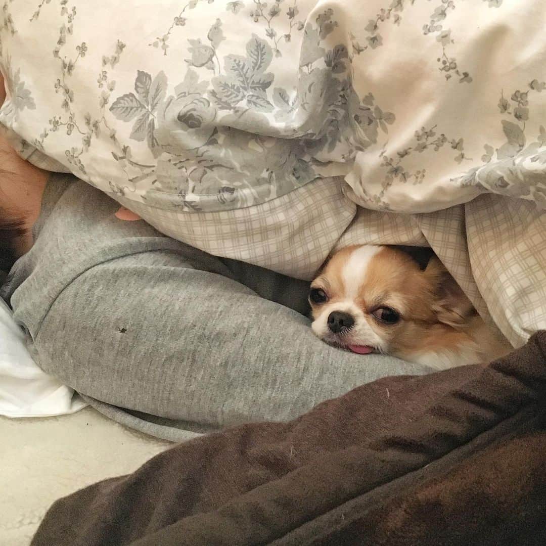 ちまさんのインスタグラム写真 - (ちまInstagram)「sleepin on mom’s arm pillow🐶💤 ・ 毎朝こんな感じで目を覚まします😪 ・ #ちま #チワワ #chihuahua #ชิวาวา #PECOいぬ部 #WeeklyFluff #dogs #dogsofbark #chihuahuaaddict」1月24日 16時47分 - chima.chihuahua