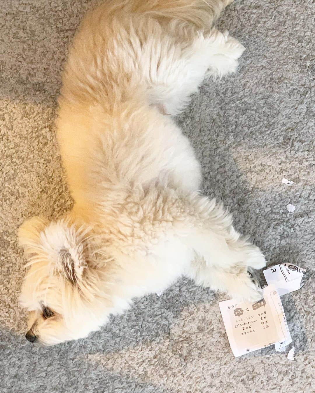 チャン・リーメイさんのインスタグラム写真 - (チャン・リーメイInstagram)「久々にワルボーが登場‼️😈 ✴︎ お花屋さんからの説明書きをビリビリに😈 ✴︎ しかもその後はドヤ顔で動かないボク🤣 ✴︎ 責任持って書いてある花言葉教えてくださ〜い‼️ ✴︎ #いたずら犬 #わるぼー #愛犬のいたずら #nodognolife #ピュアフラワー」1月24日 16時50分 - limeichiang