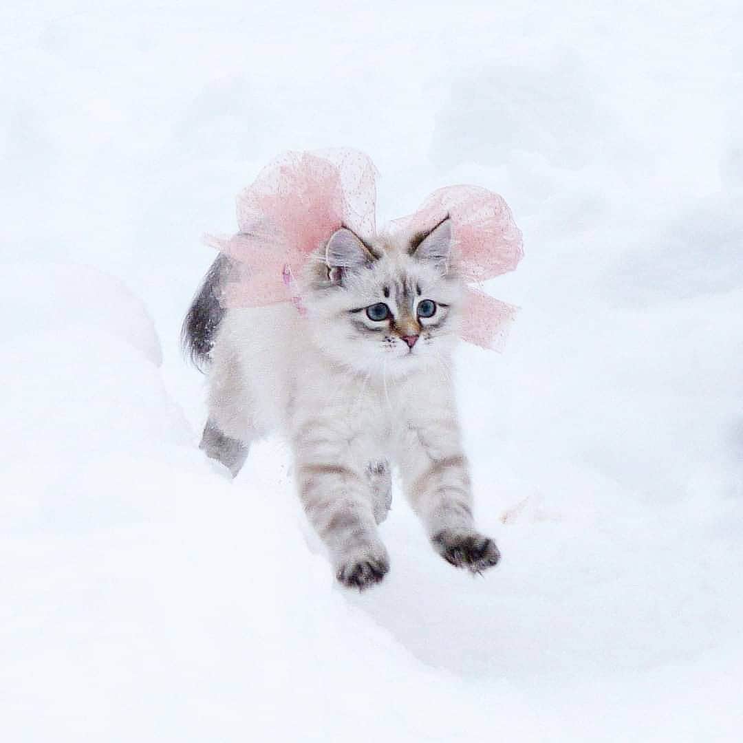 Floraのインスタグラム：「Throwback to the last time I wore a bow 😻. 5 years have litterally flown past, pun intended 😹 #cat #kitten #snow #winter #floof #instagram #catsofinstagram」