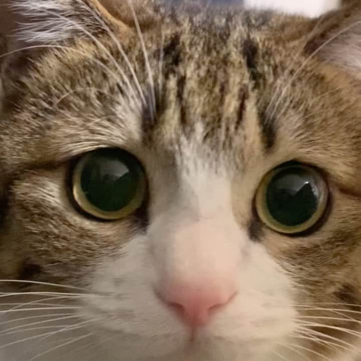 のインスタグラム：「🐱💗 まだまだ遊びたいお年頃にゃん😽✨  #あそぼ  #あそんで  #ロックオン   Let's playing🐱💗」