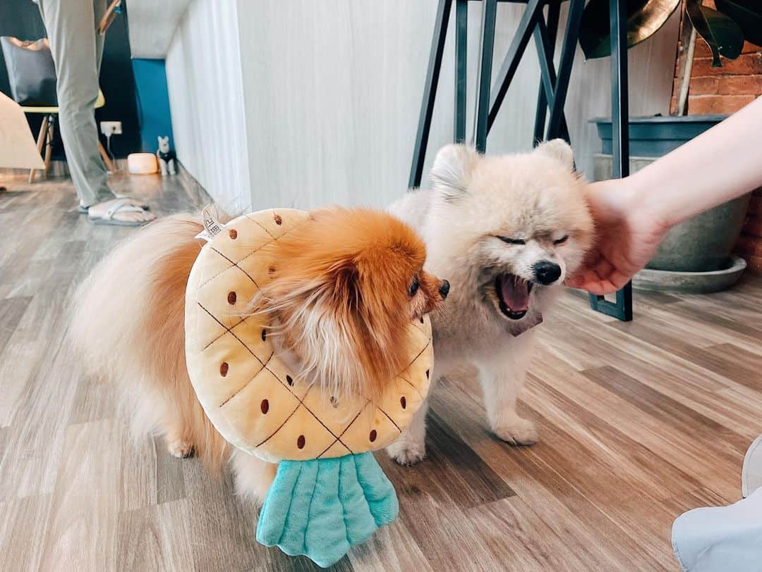 r_oseさんのインスタグラム写真 - (r_oseInstagram)「Bumped into Chuffy at the vet🐻🐻‍❄️ we’re happy to see you🍍〰️ @missdiad」1月24日 17時19分 - r_ose