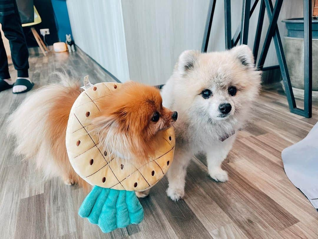 r_oseさんのインスタグラム写真 - (r_oseInstagram)「Bumped into Chuffy at the vet🐻🐻‍❄️ we’re happy to see you🍍〰️ @missdiad」1月24日 17時19分 - r_ose