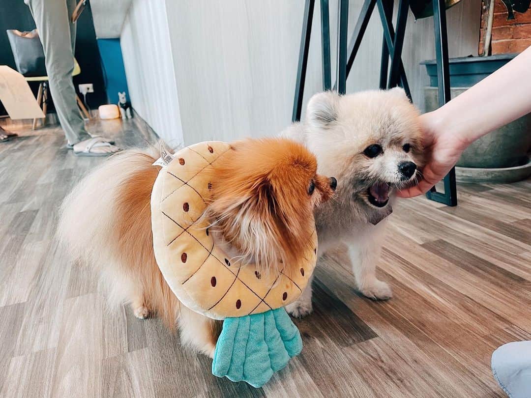 r_oseのインスタグラム：「Bumped into Chuffy at the vet🐻🐻‍❄️ we’re happy to see you🍍〰️ @missdiad」