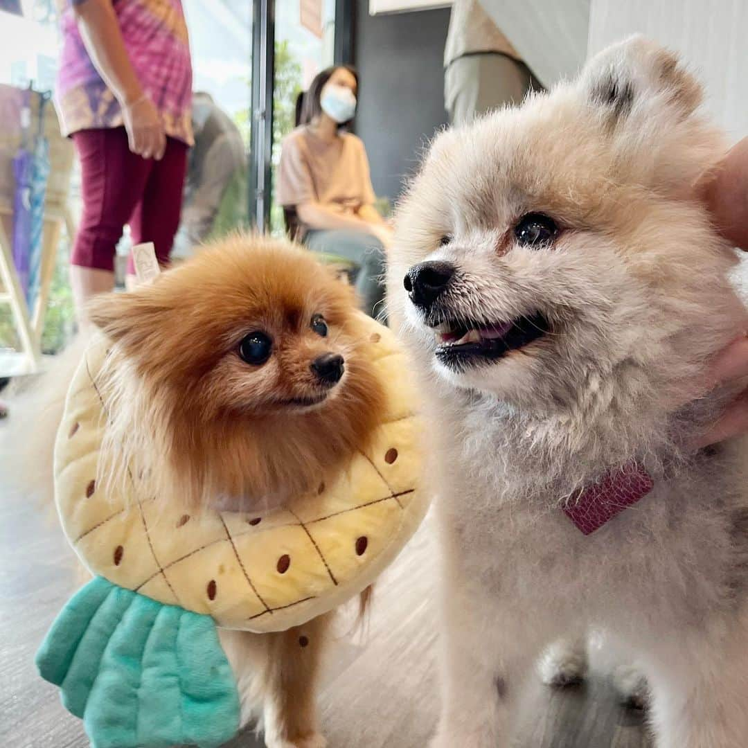 Ella Chuffyさんのインスタグラム写真 - (Ella ChuffyInstagram)「Met a beautiful lady today...me couldn’t stop smiling 🐶🥰🧡 @r_ose」1月24日 17時37分 - missdiad