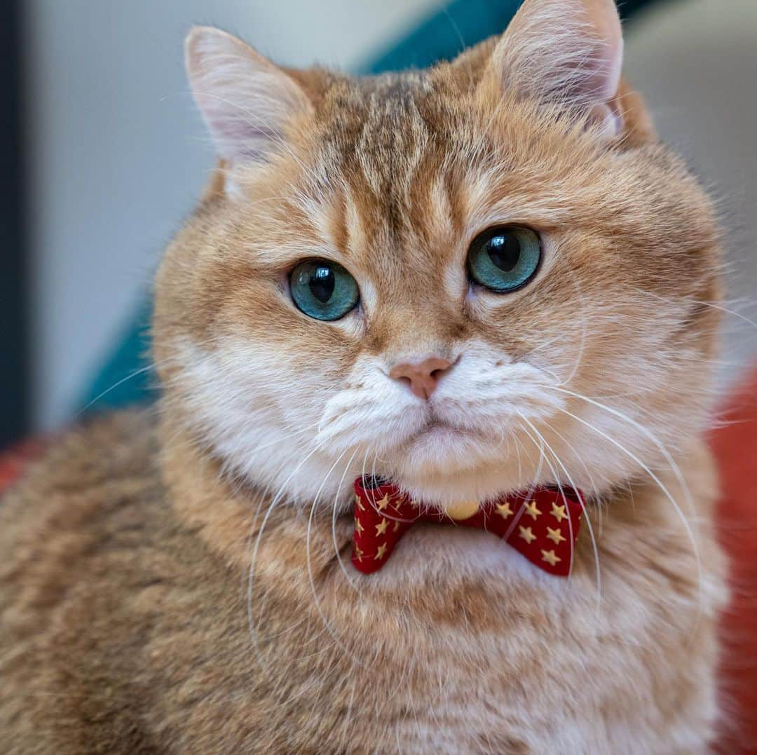 Hosicoさんのインスタグラム写真 - (HosicoInstagram)「He's wearing a bow-tie, look at him! 🎀」1月24日 17時38分 - hosico_cat