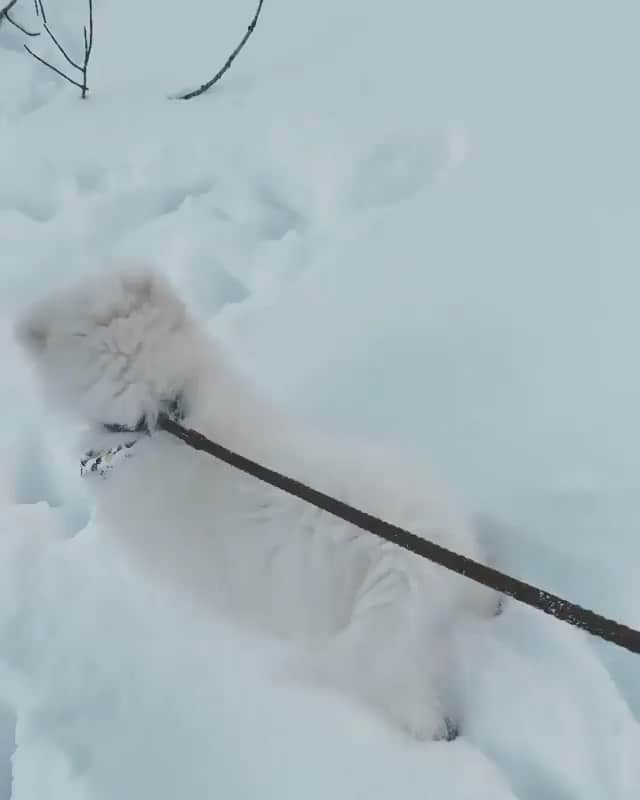 The Critter Havenのインスタグラム：「Enjoying the snow Video by @mochi.samoyed  #TheCritterHaven」